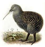 Great Spotted Kiwi