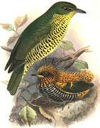 Andean Laniisoma