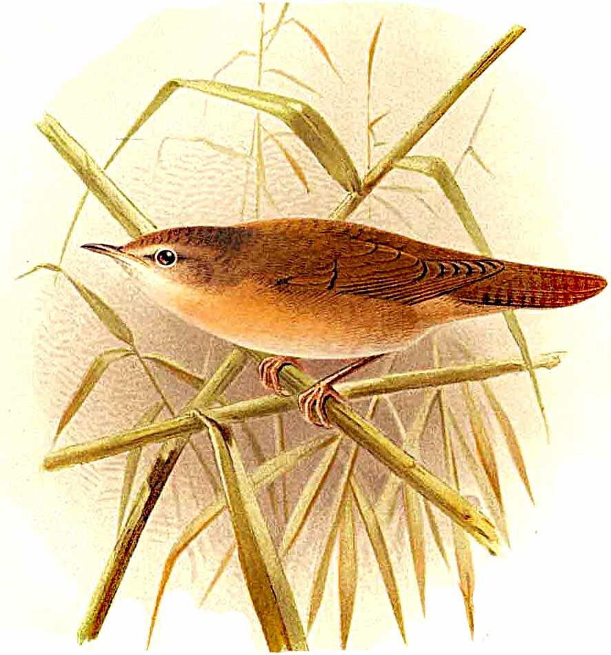 Savi's Warbler