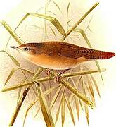 Savi's Warbler