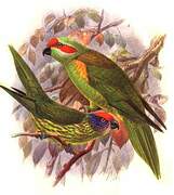 Musk Lorikeet