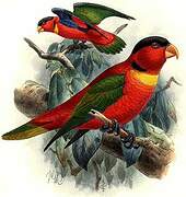 Yellow-bibbed Lory