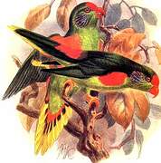 Red-fronted Lorikeet