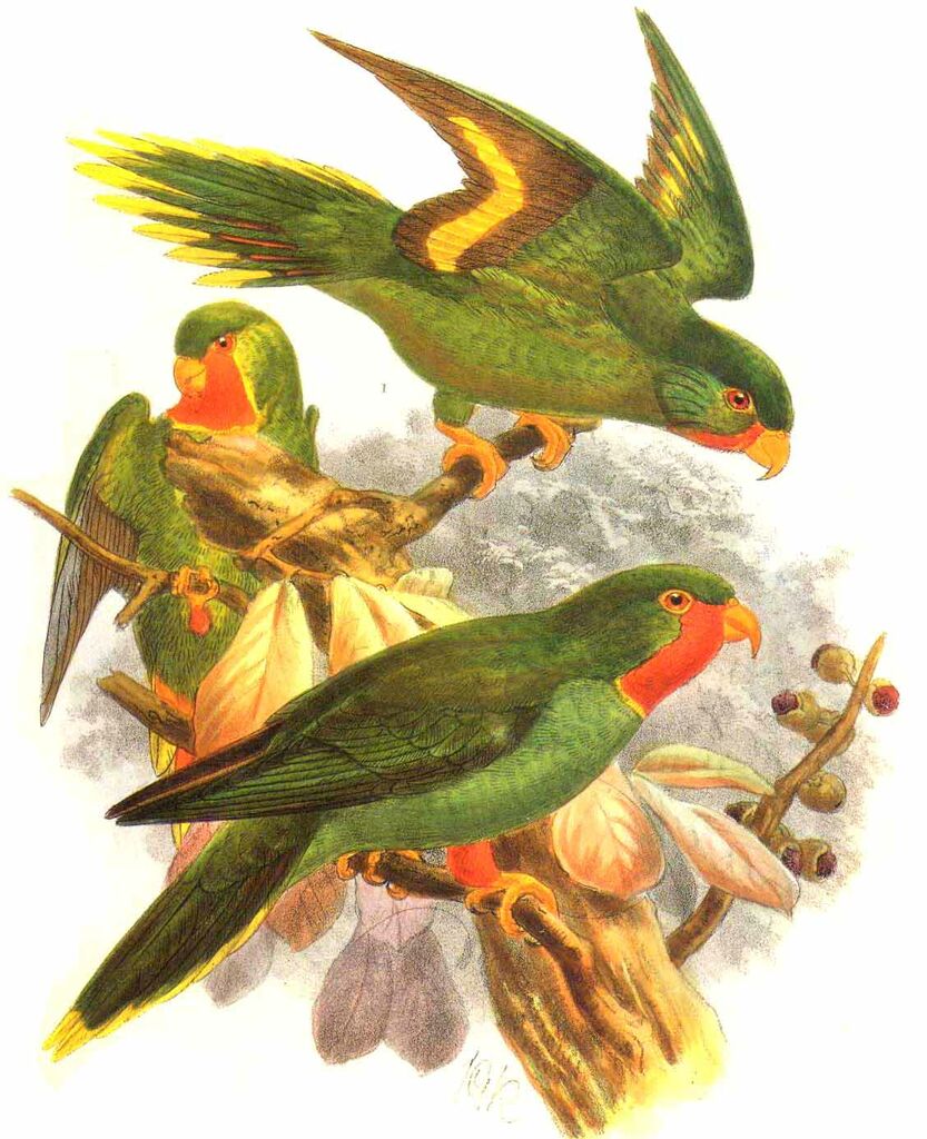 Red-chinned Lorikeet