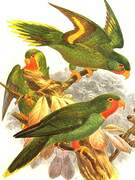 Red-chinned Lorikeet