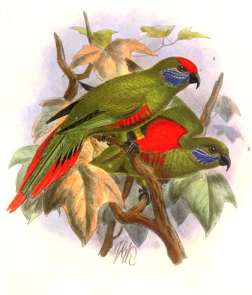 Plum-faced Lorikeet