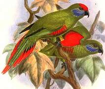 Plum-faced Lorikeet