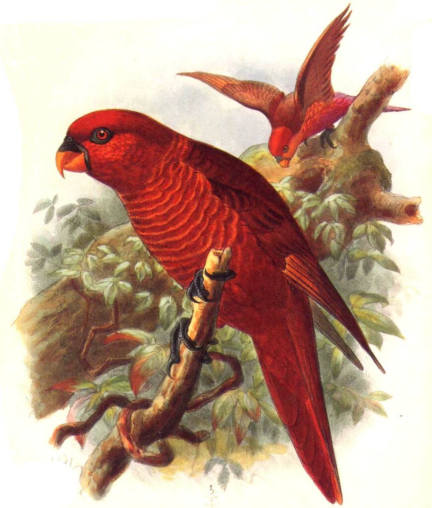 Cardinal Lory