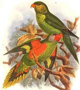 Red-flanked Lorikeet