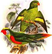 Red-flanked Lorikeet