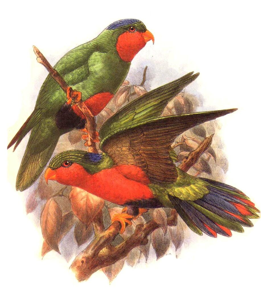 Kuhl's Lorikeet