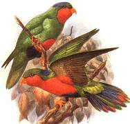 Kuhl's Lorikeet