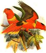 Duchess Lorikeet