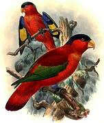 Purple-naped Lory