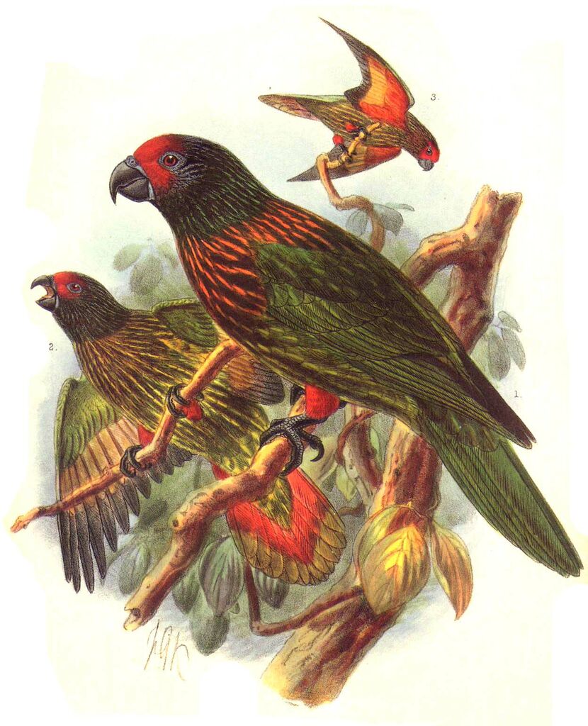 Yellow-streaked Lory