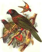 Yellow-streaked Lory