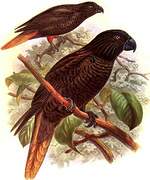 Black Lory