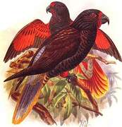 Black Lory