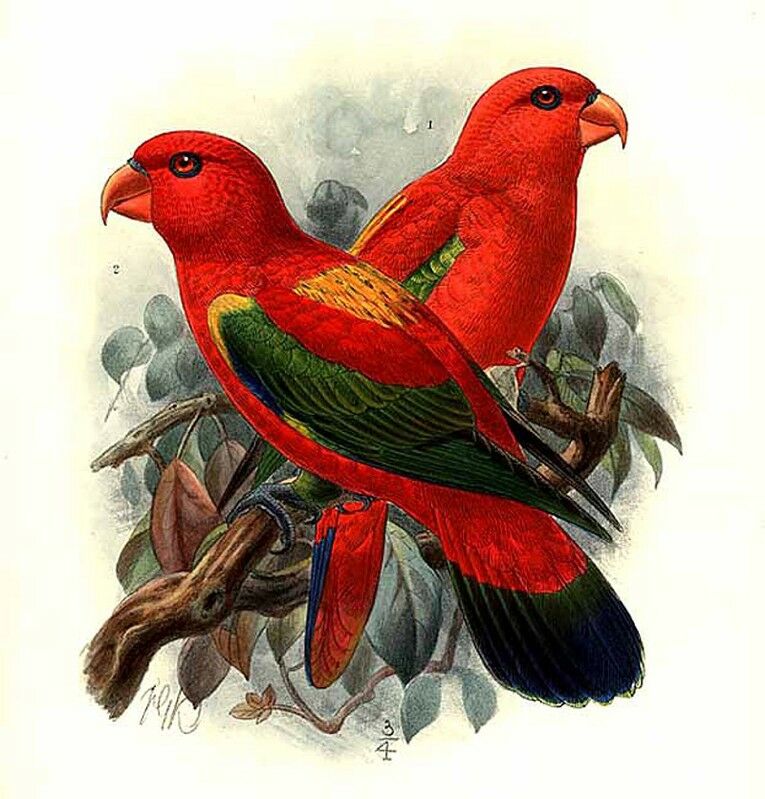 Chattering Lory