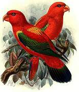 Chattering Lory