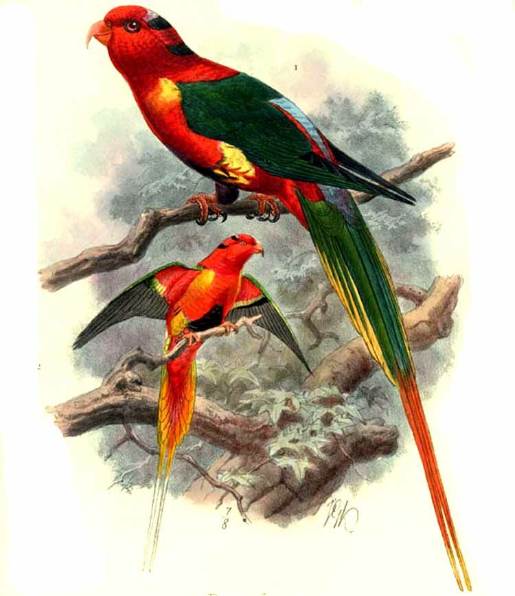 Papuan Lorikeet