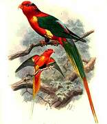 Papuan Lorikeet