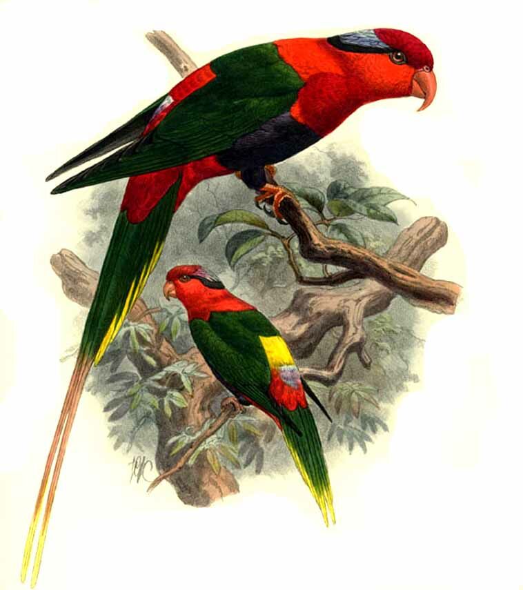 Papuan Lorikeet