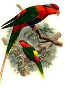 Papuan Lorikeet