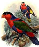 Black-capped Lory