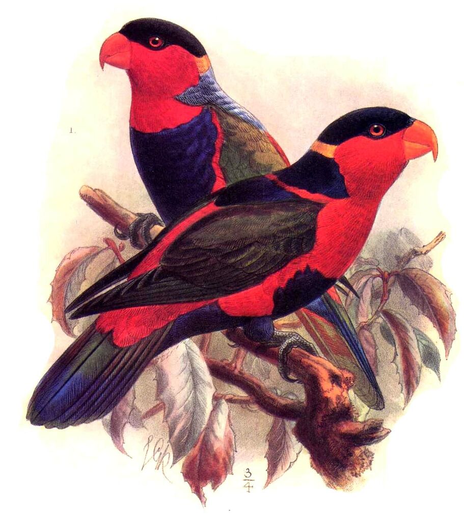 Black-capped Lory