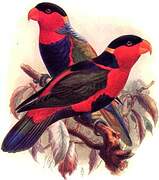 Black-capped Lory