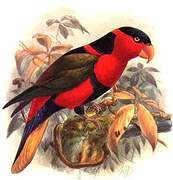 Black-capped Lory