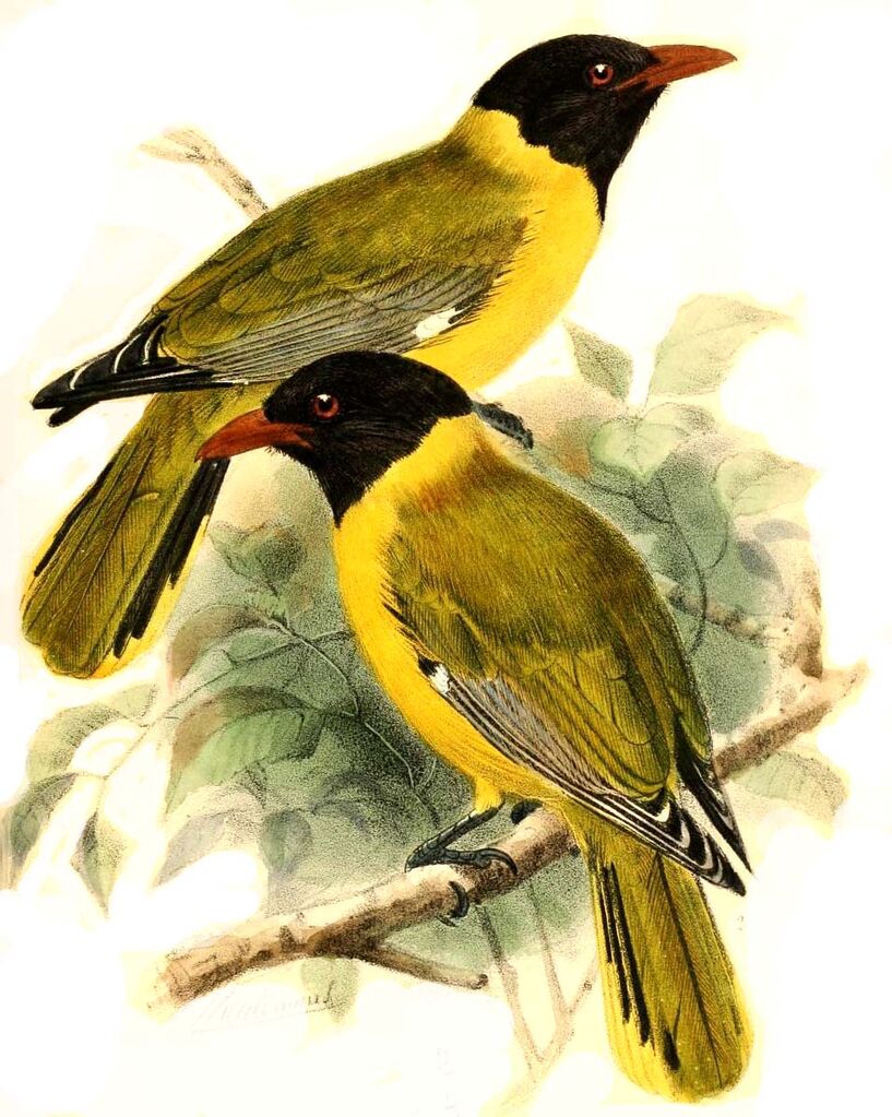 Western Oriole