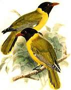 Western Oriole