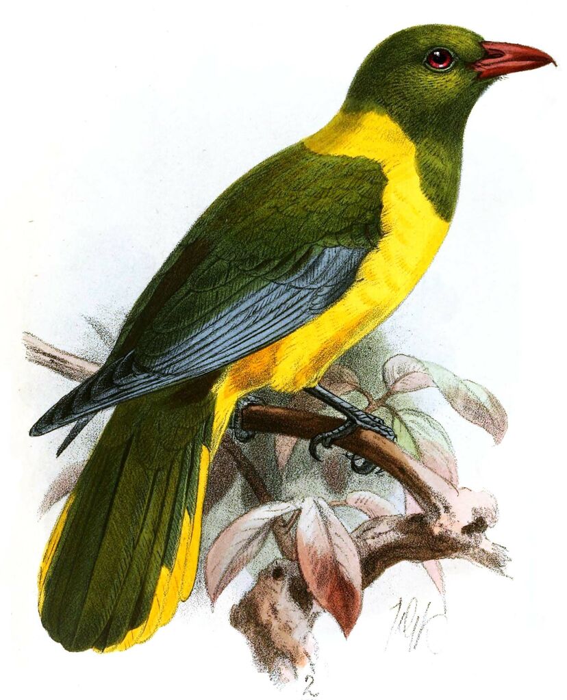 Green-headed Oriole