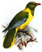 Green-headed Oriole