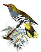 Philippine Oriole