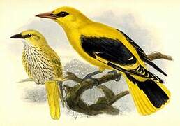 Indian Golden Oriole