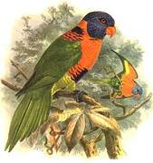 Red-collared Lorikeet