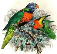 Coconut Lorikeet