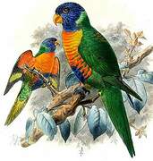 Coconut Lorikeet