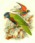 Biak Lorikeet