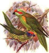 Goldie's Lorikeet