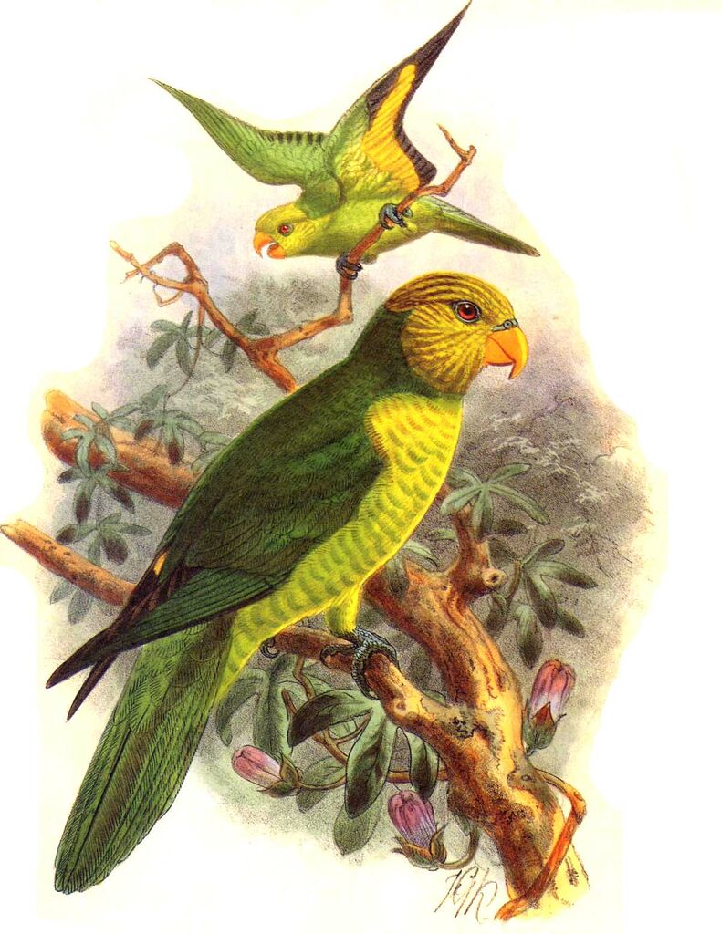 Olive-headed Lorikeet