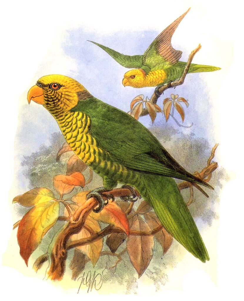 Citrine Lorikeet