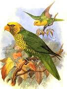 Citrine Lorikeet