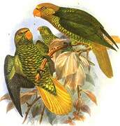 Citrine Lorikeet