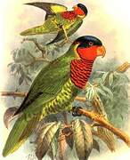 Ornate Lorikeet