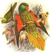 Scaly-breasted Lorikeet