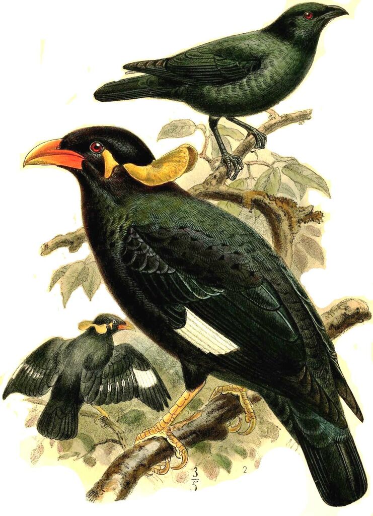 Nias Hill Myna